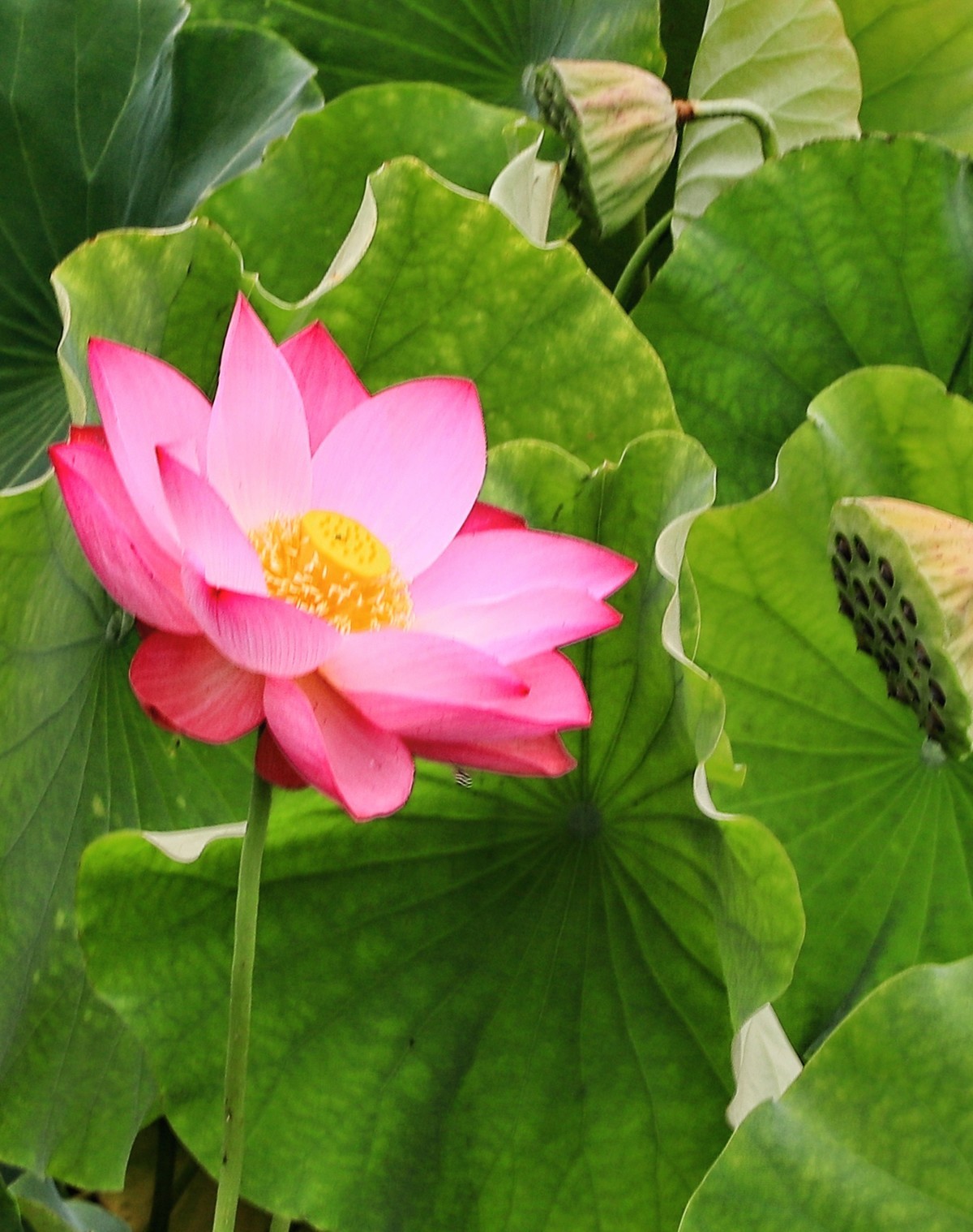 裕西(公园)荷花