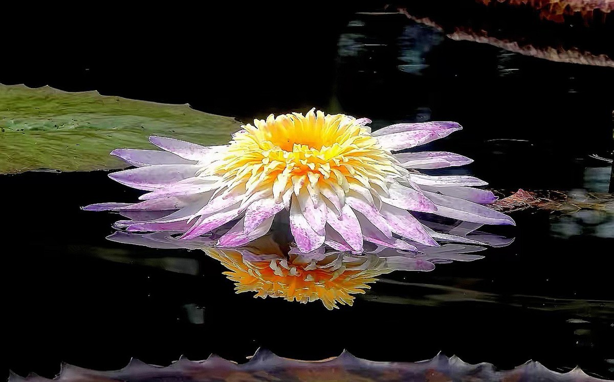 姿态各异之睡莲