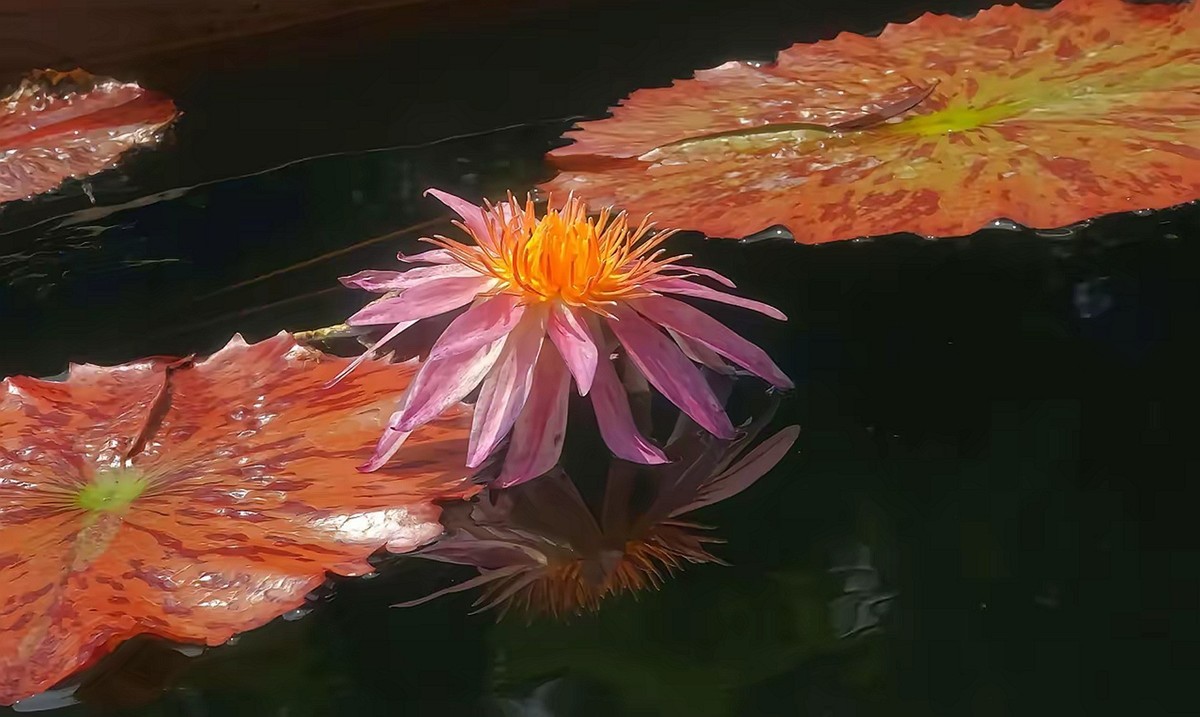 姿态各异之睡莲