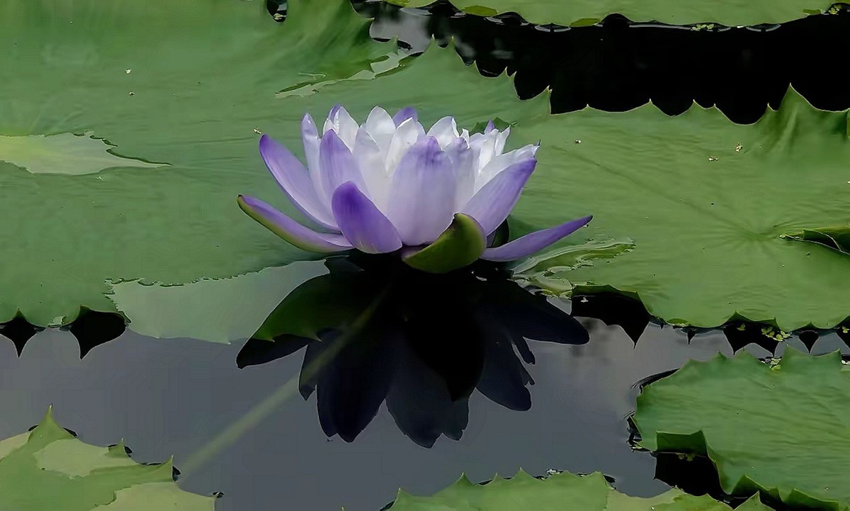 姿态各异之睡莲