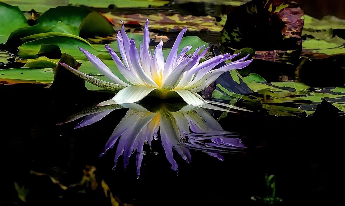 姿态各异之睡莲