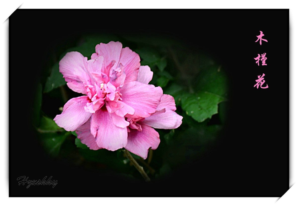木槿花（2024253）