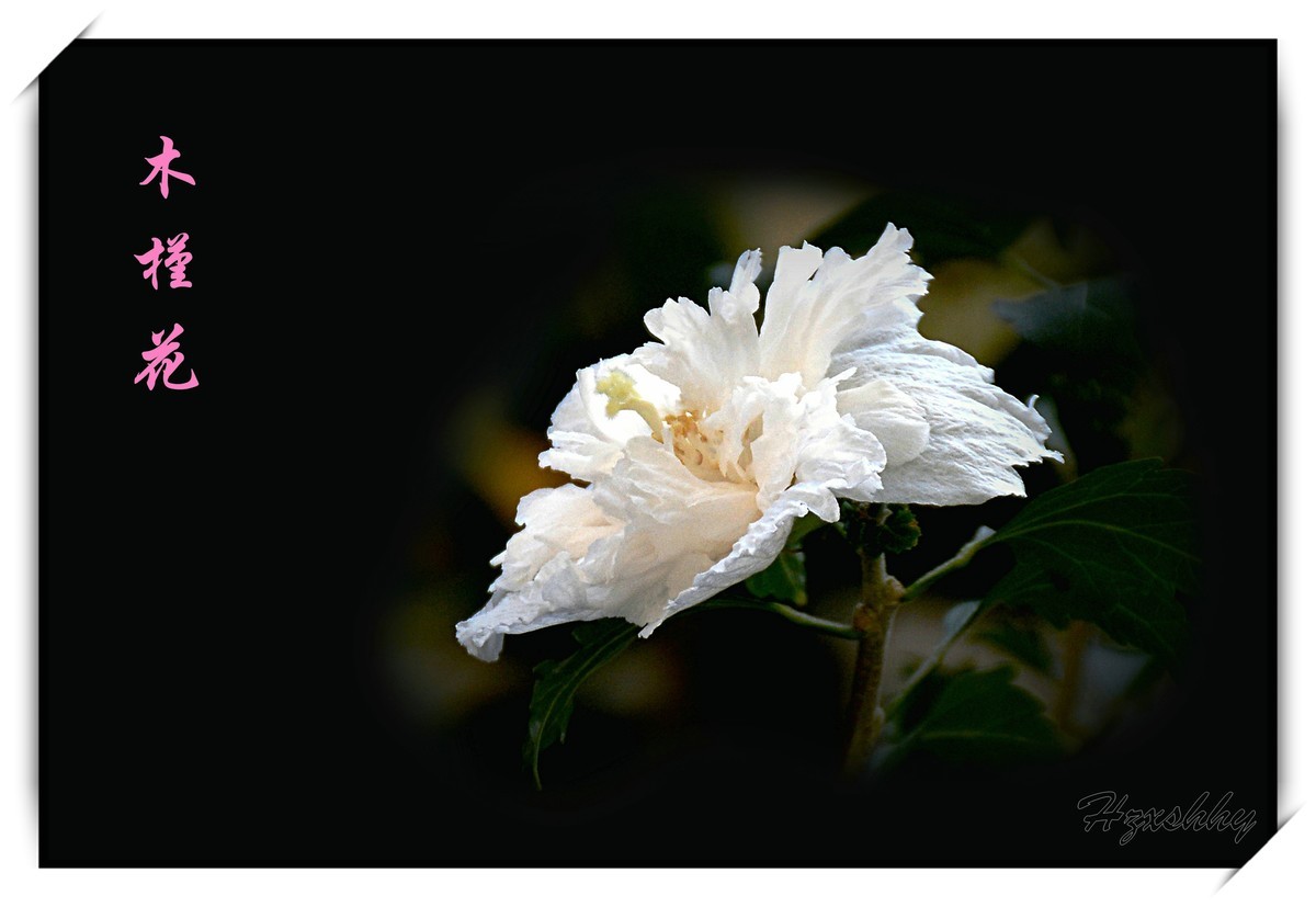 木槿花（2024253）