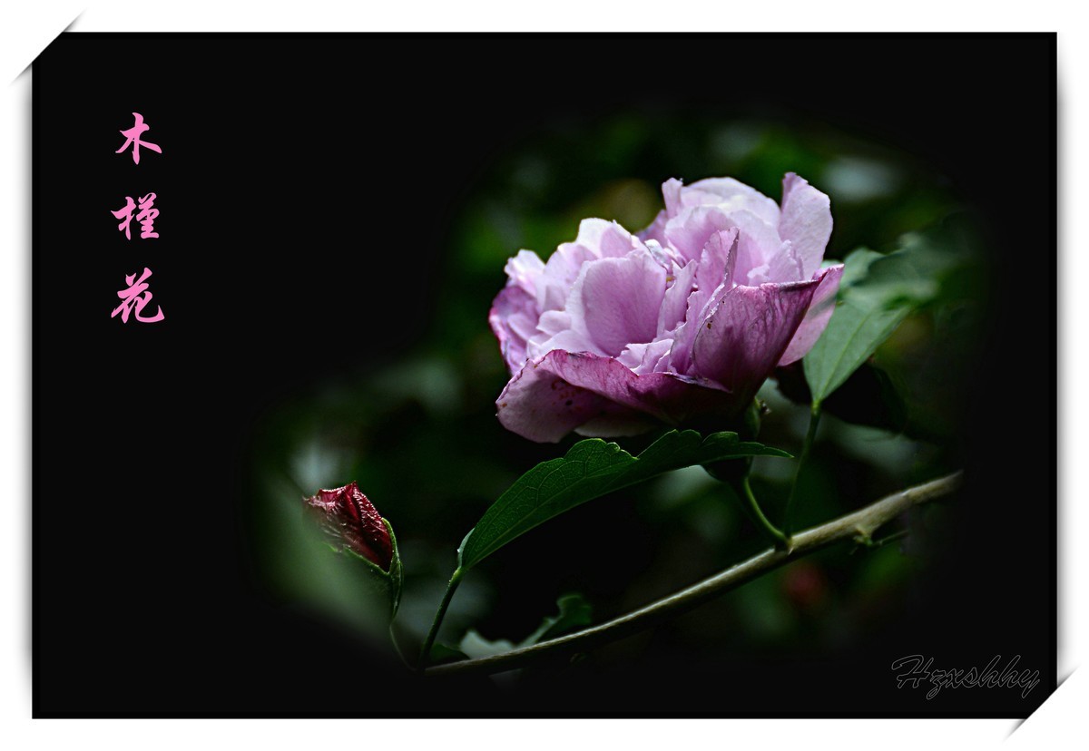 木槿花（2024253）