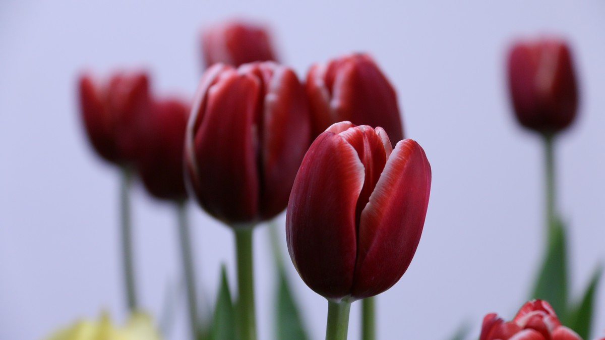 我把春天搬回家之郁金香