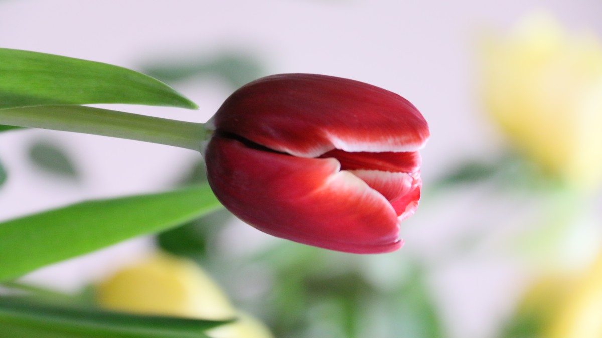 我把春天搬回家之郁金香