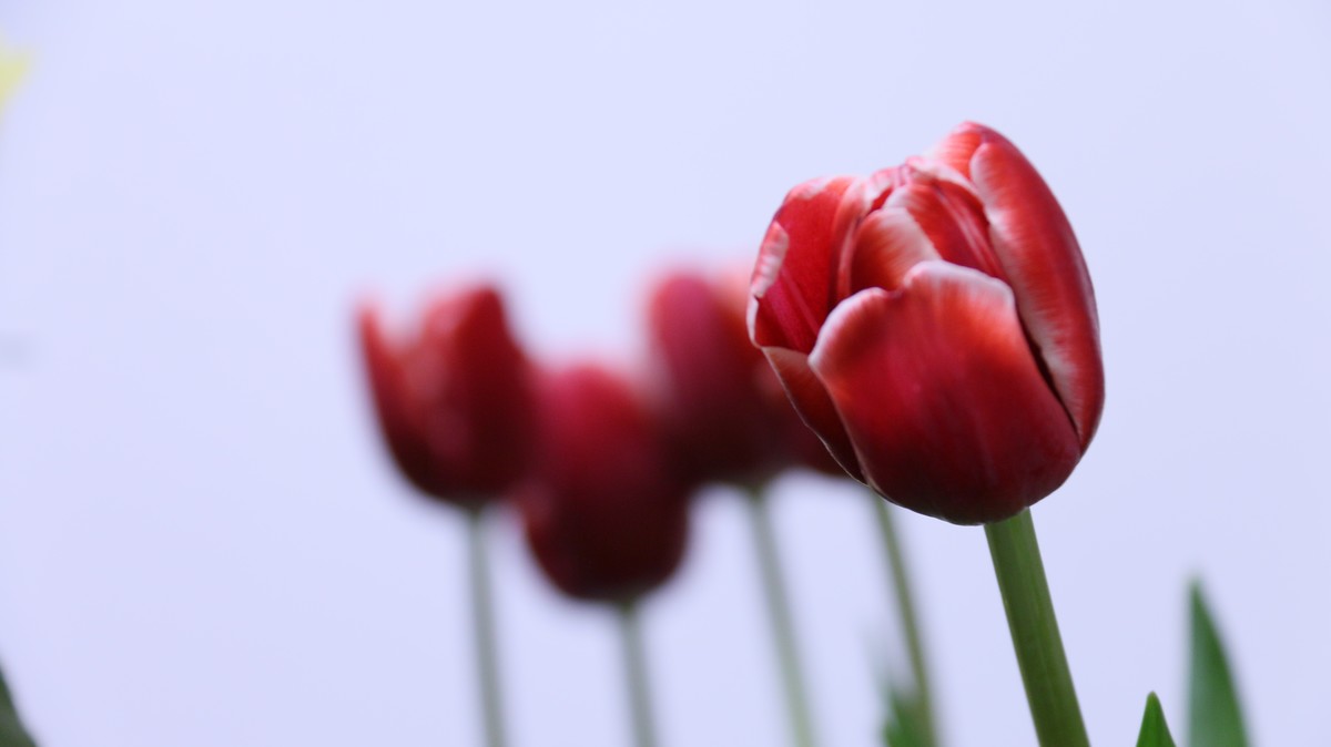 我把春天搬回家之郁金香