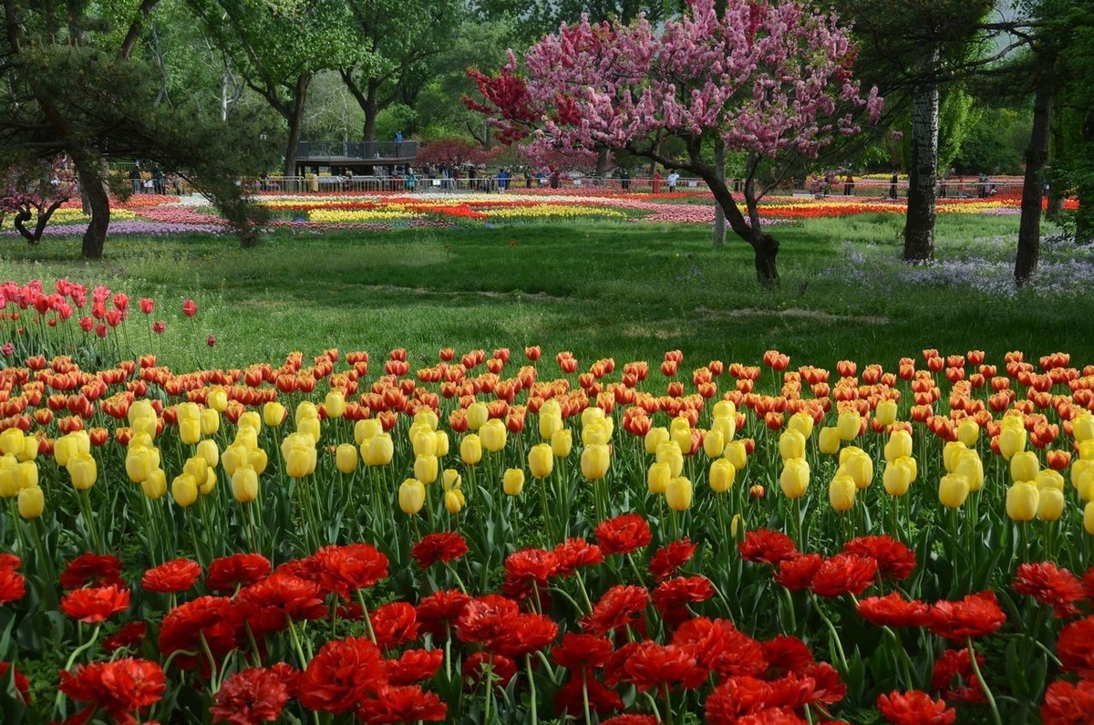国家植物园郁金香美景
