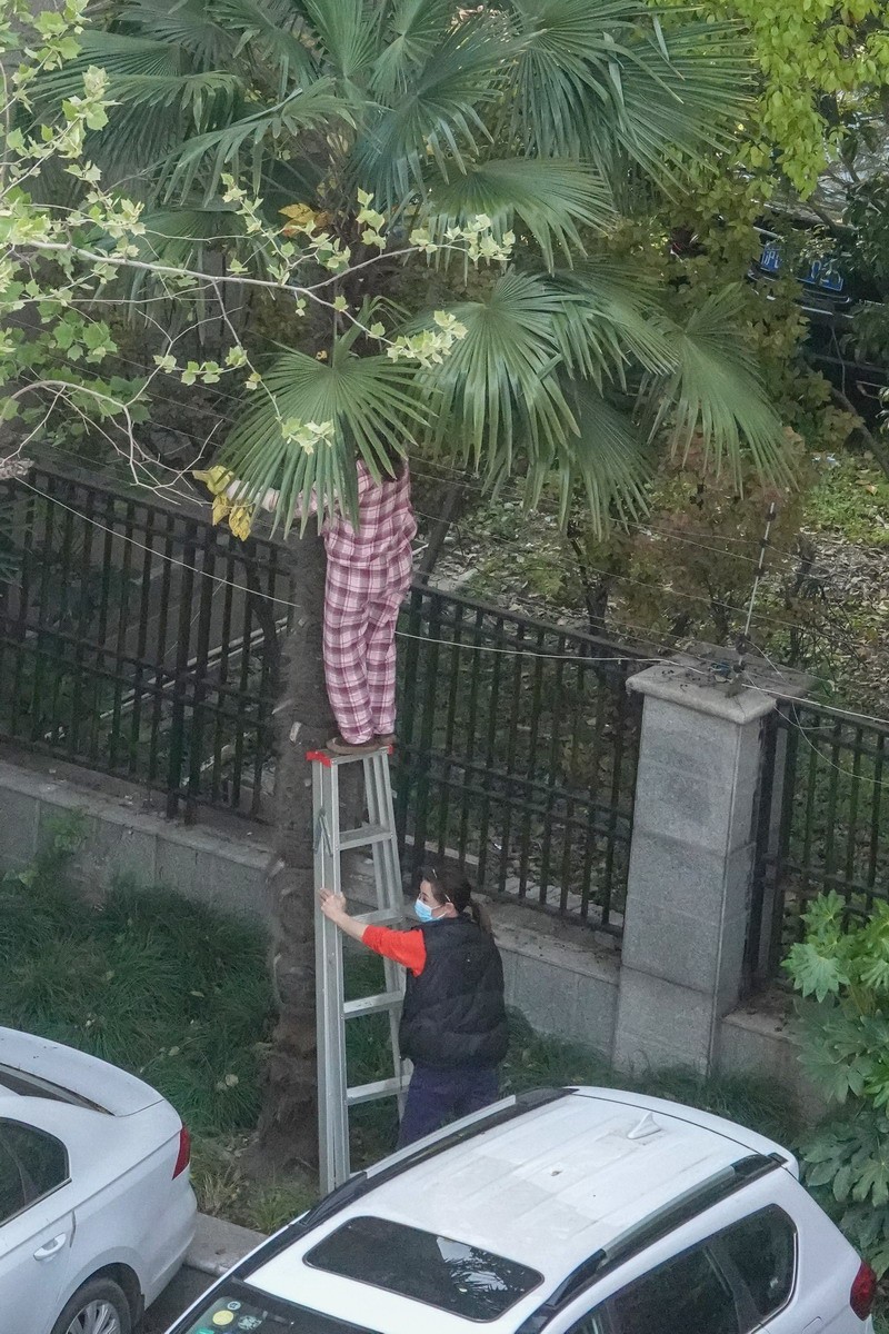 八楼视角4----上树求菜