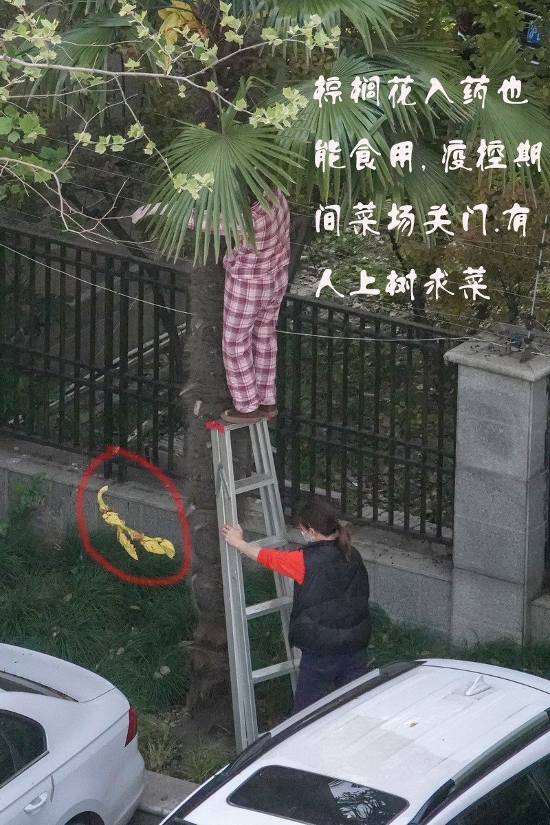 八楼视角4----上树求菜