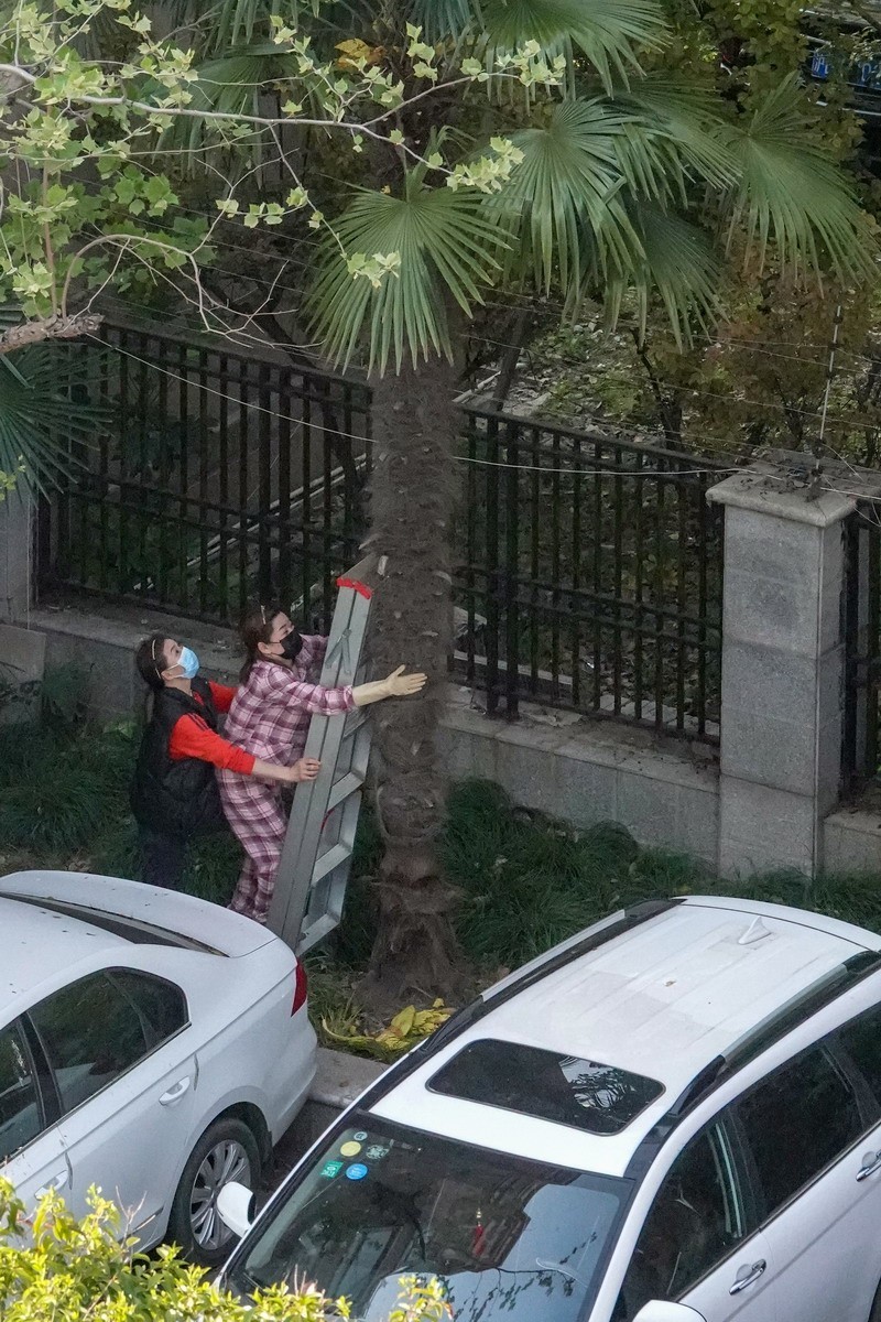 八楼视角4----上树求菜