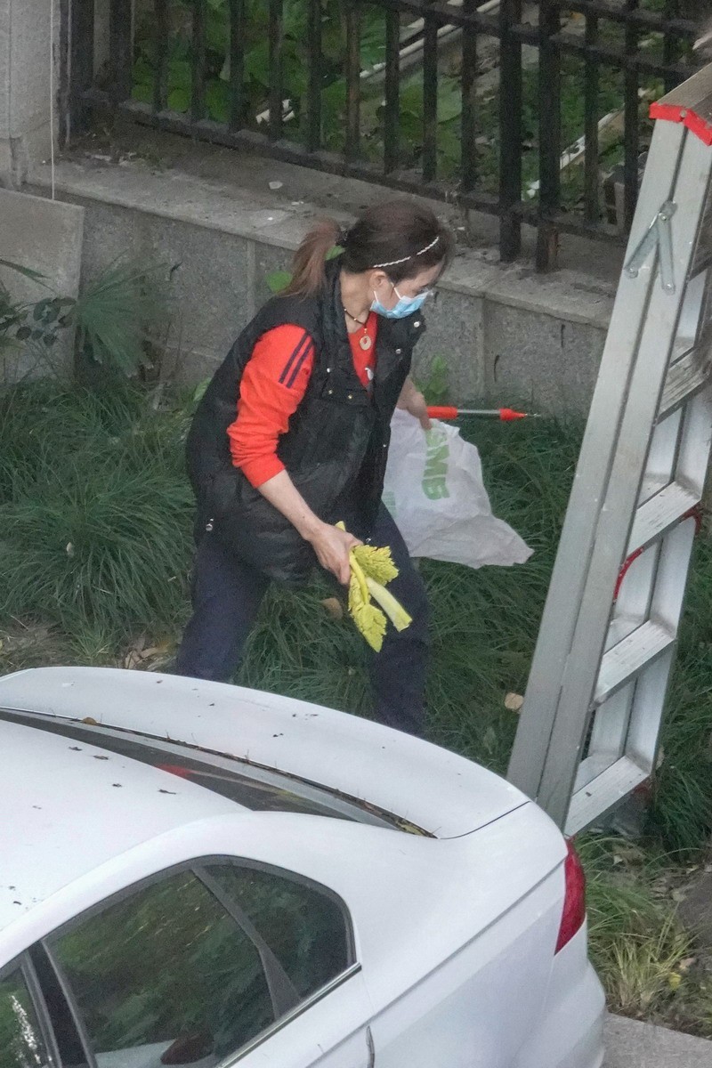 八楼视角4----上树求菜