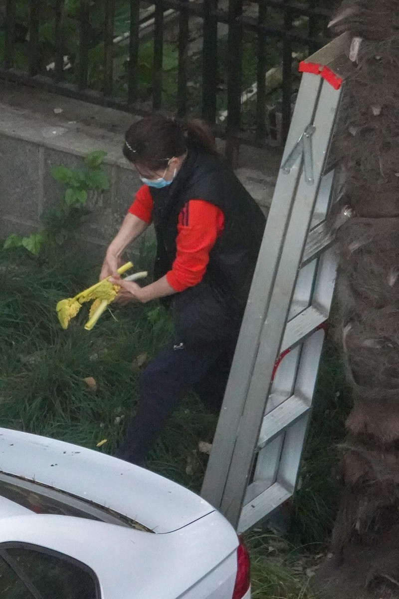 八楼视角4----上树求菜