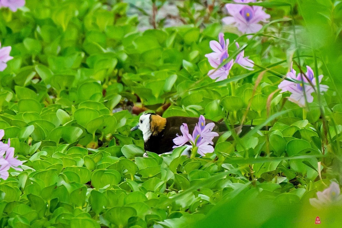 凤眼莲中的水凤凰