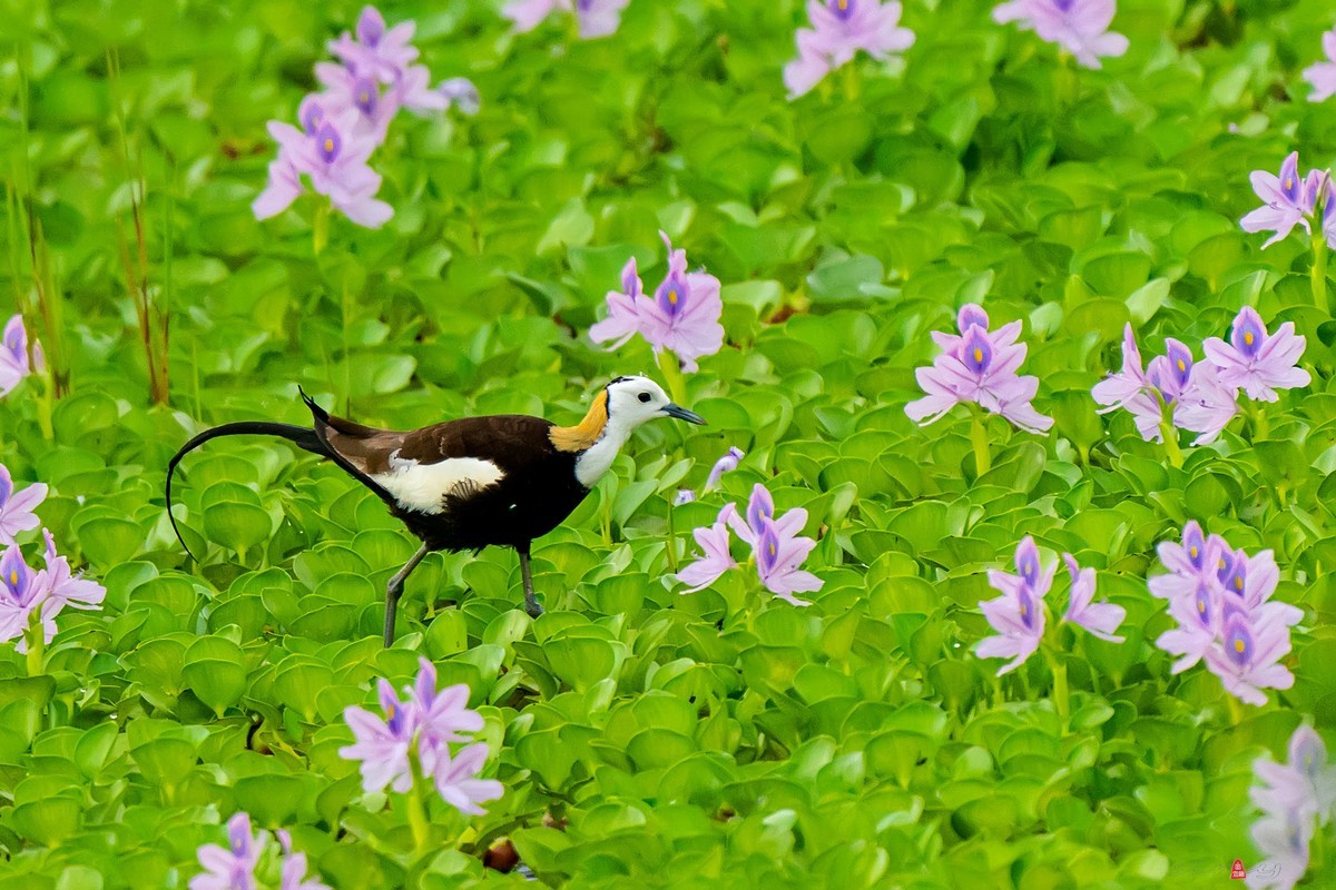凤眼莲中的水凤凰