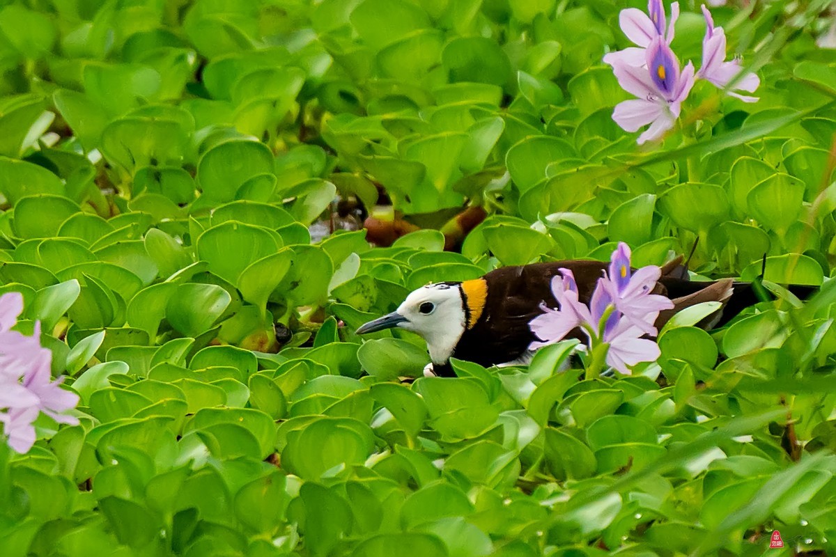 凤眼莲中的水凤凰