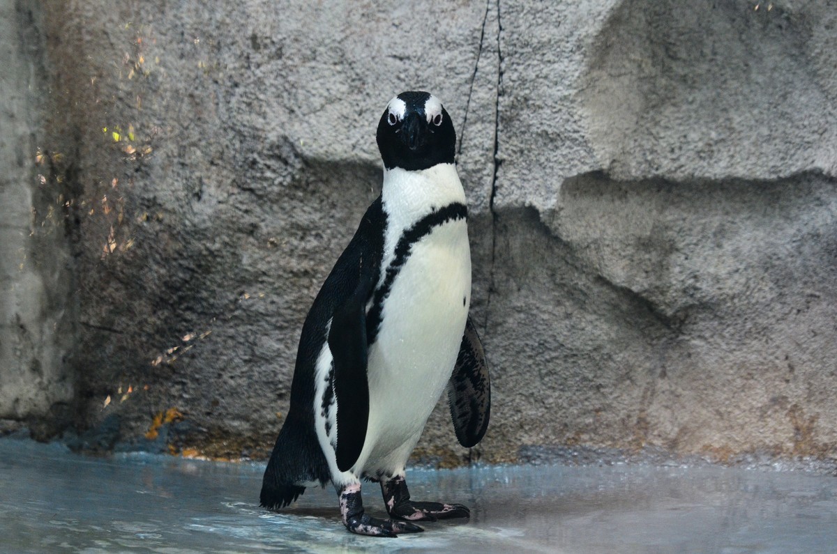新晋大竹炮，经验还不足，请色友拍砖指教