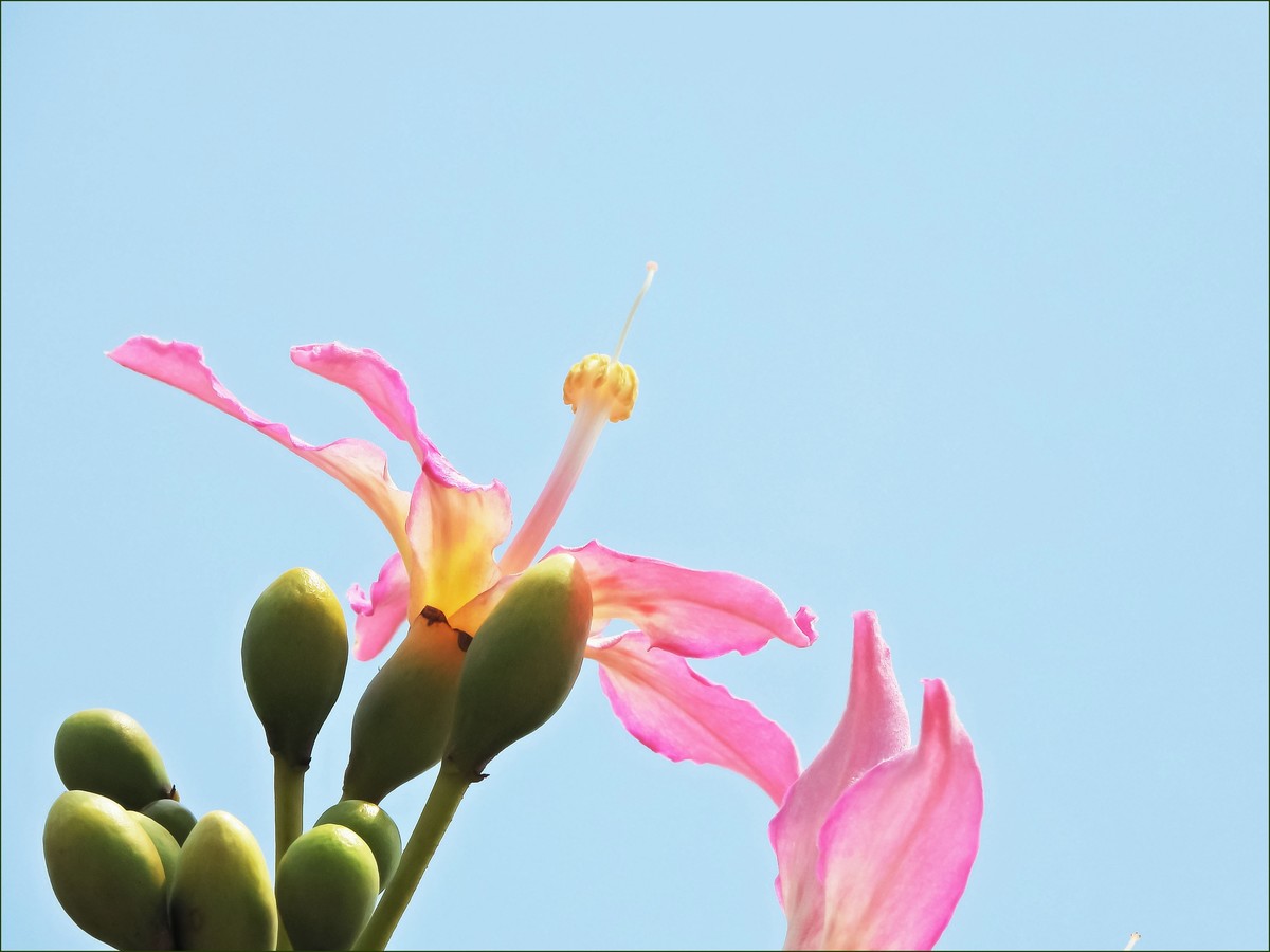 ֹľ