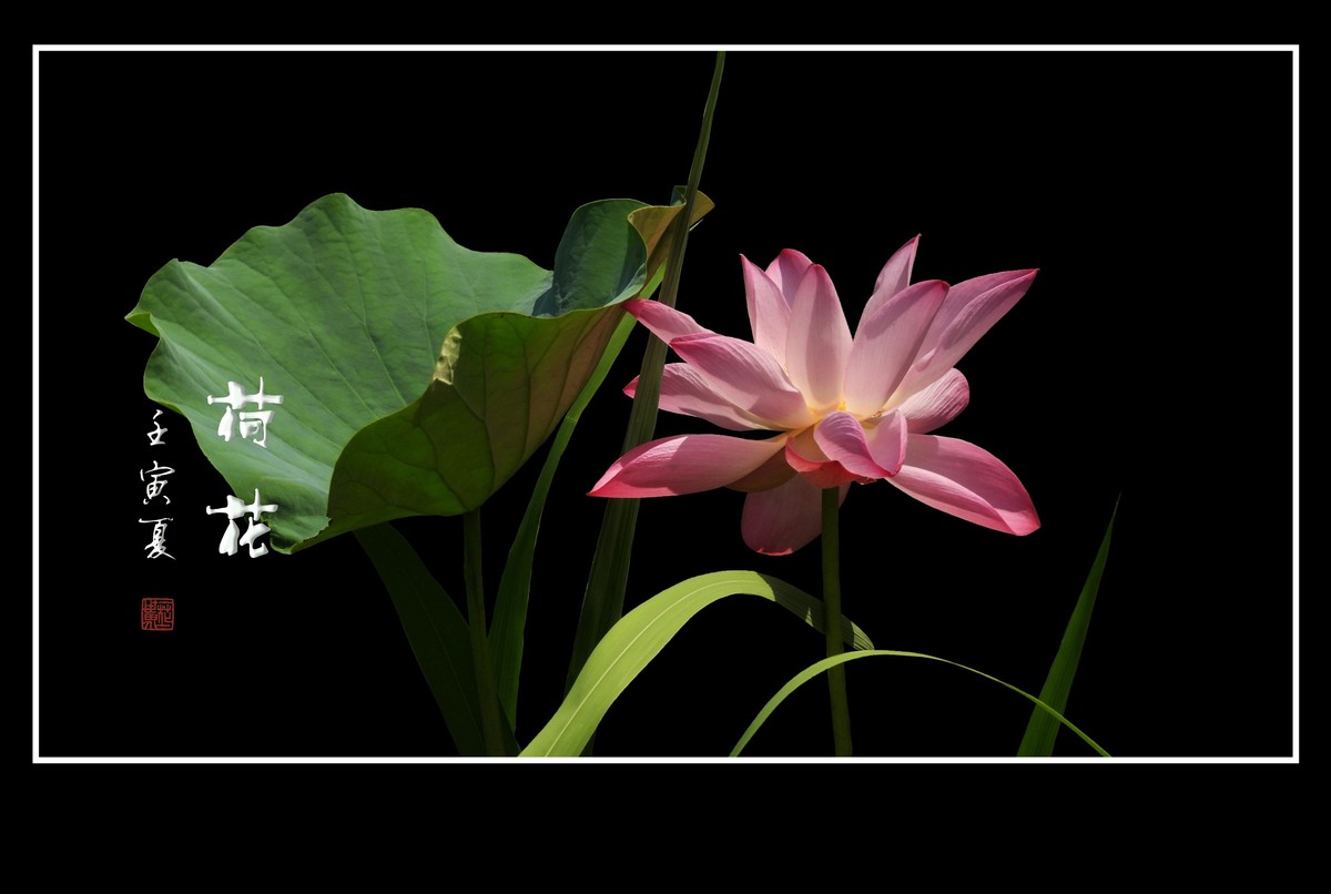 圣洁无尘的荷花