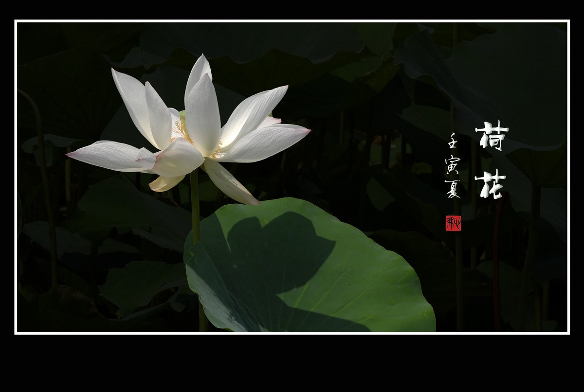 圣洁无尘的荷花