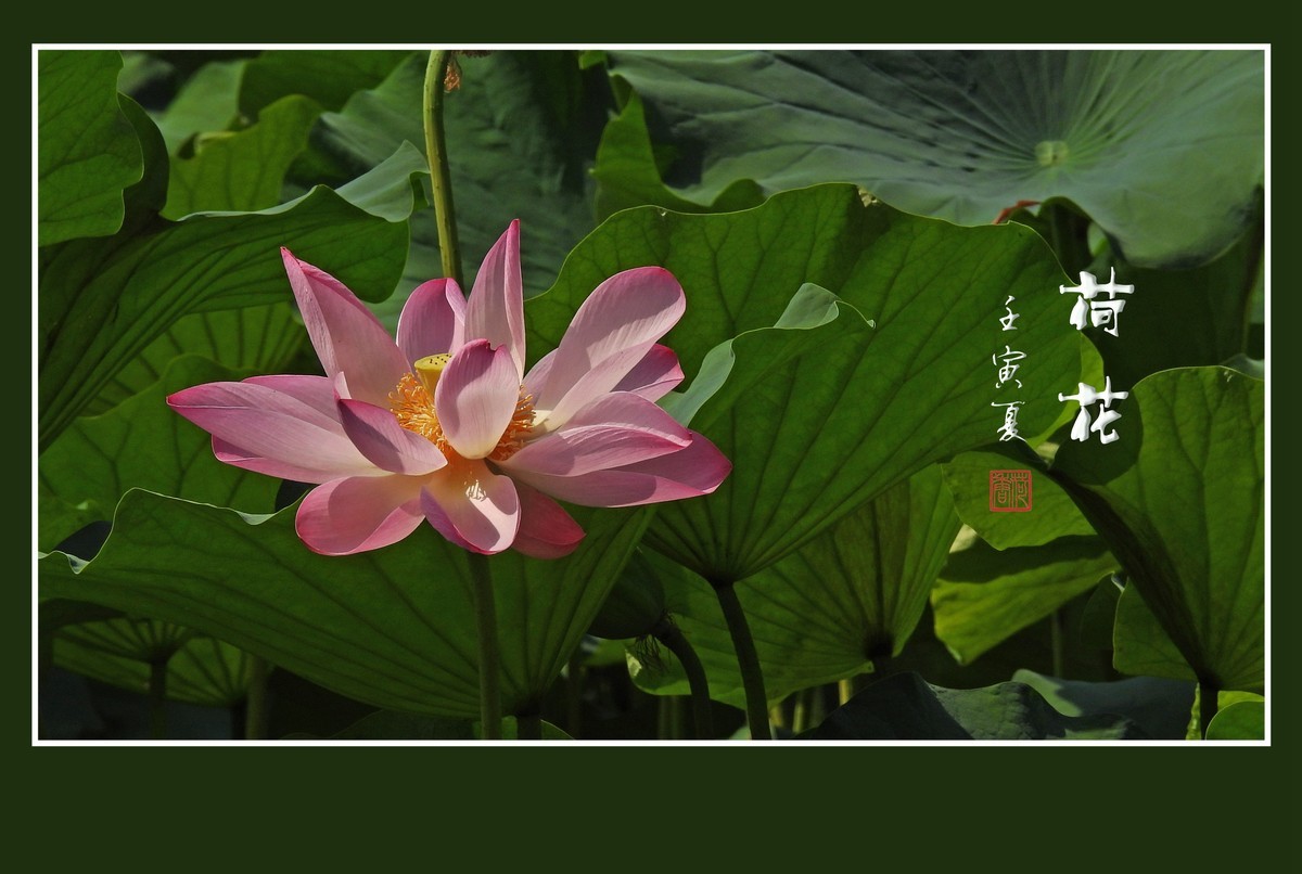 圣洁无尘的荷花