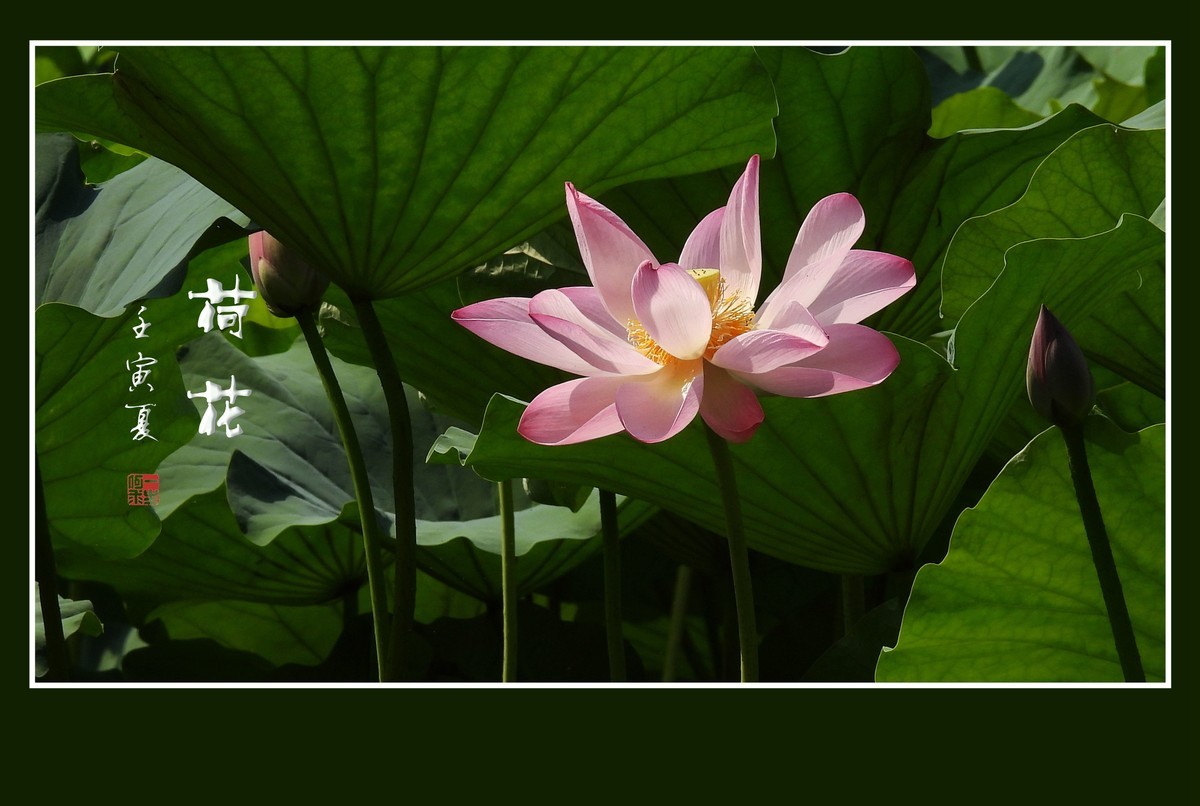 圣洁无尘的荷花