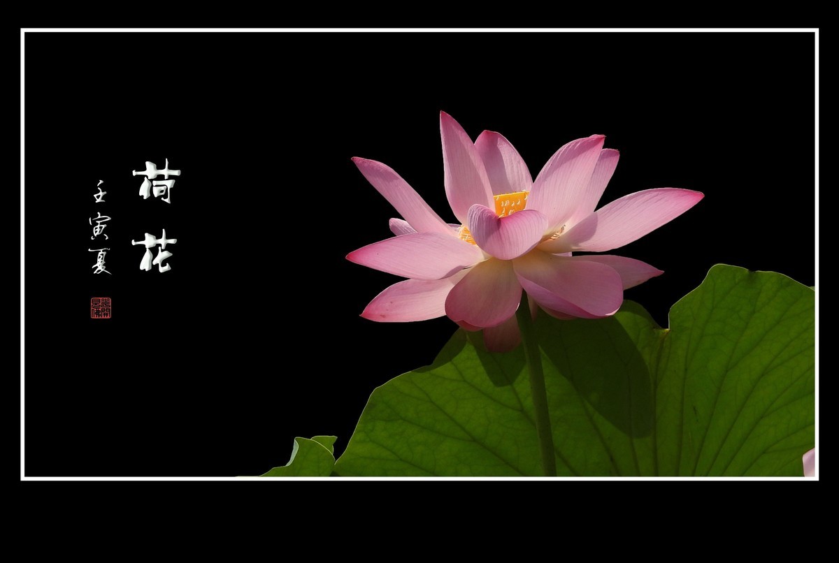 圣洁无尘的荷花