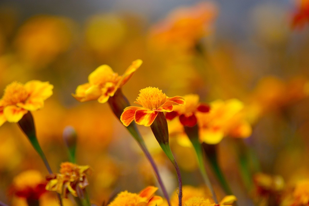 D5200落幕了，发一些以前拍的照片吧