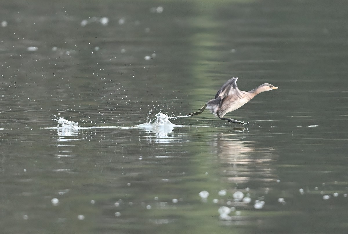 发一组受惊的?鹈