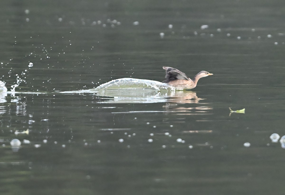 发一组受惊的?鹈