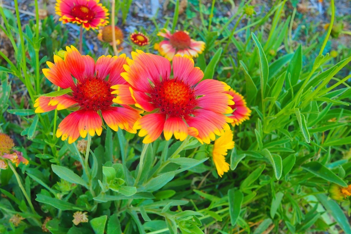 夏日清晨的昆仑公园