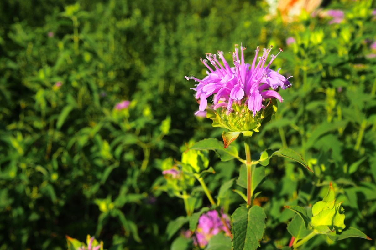 夏日清晨的昆仑公园