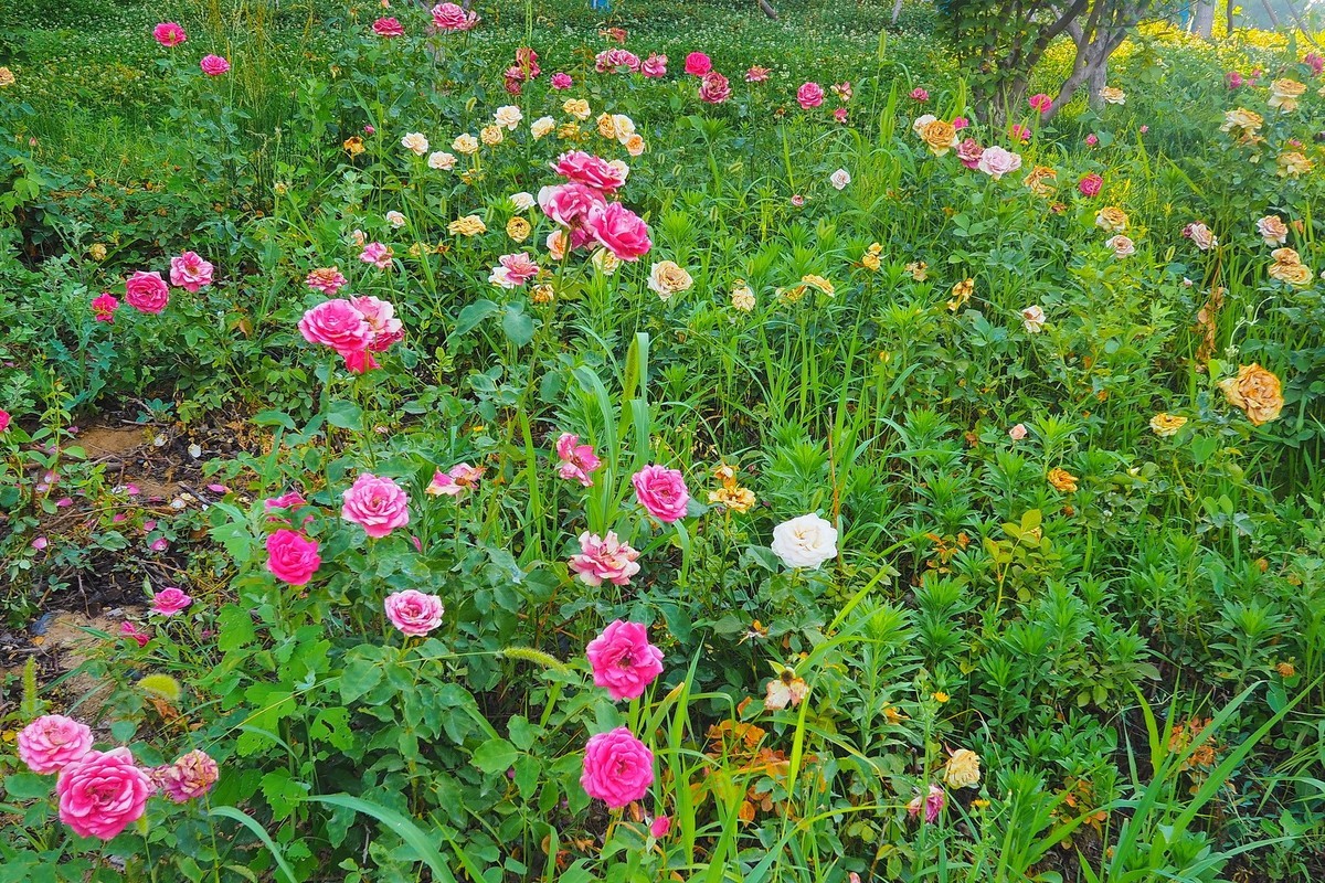 夏日清晨的昆仑公园
