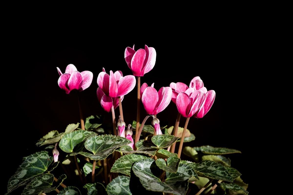 2023年春节前，买几盆花，新年新气象。