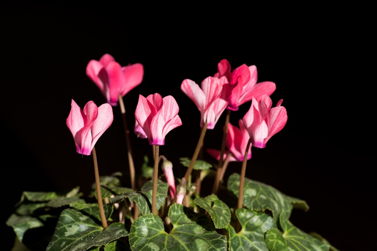 2023年春节前，买几盆花，新年新气象。