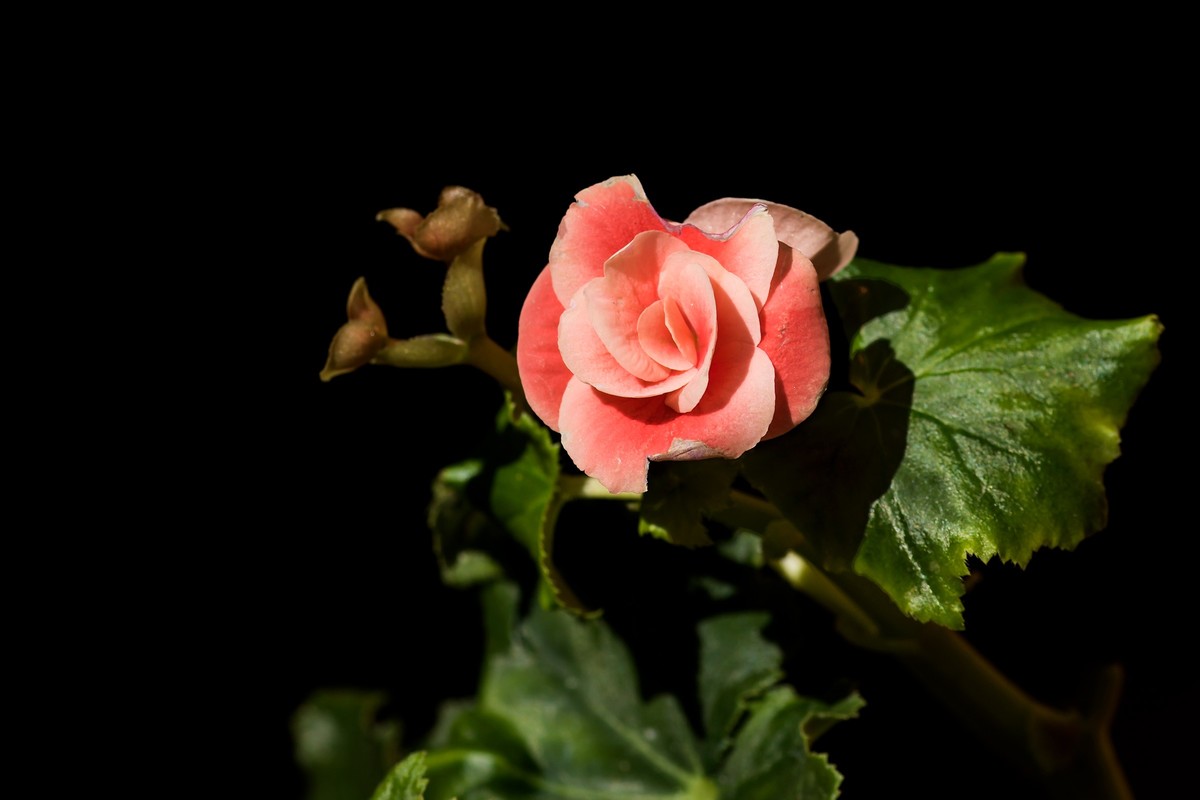 2023年春节前，买几盆花，新年新气象。