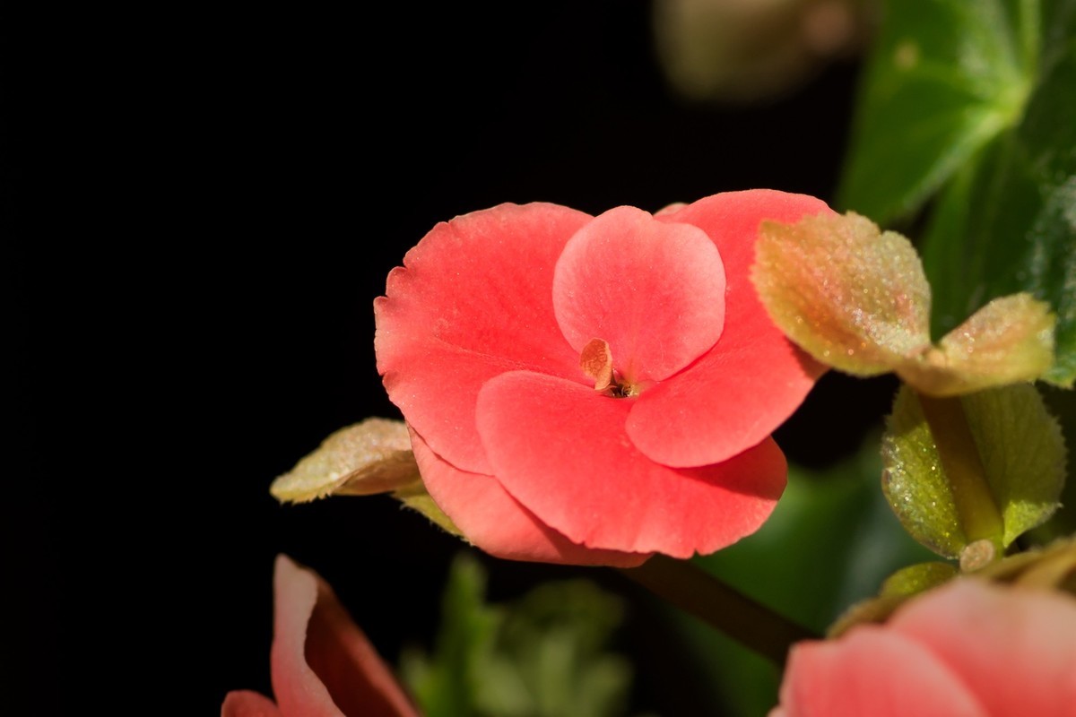 2023年春节前，买几盆花，新年新气象。