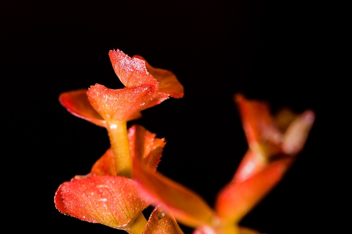 2023年春节前，买几盆花，新年新气象。