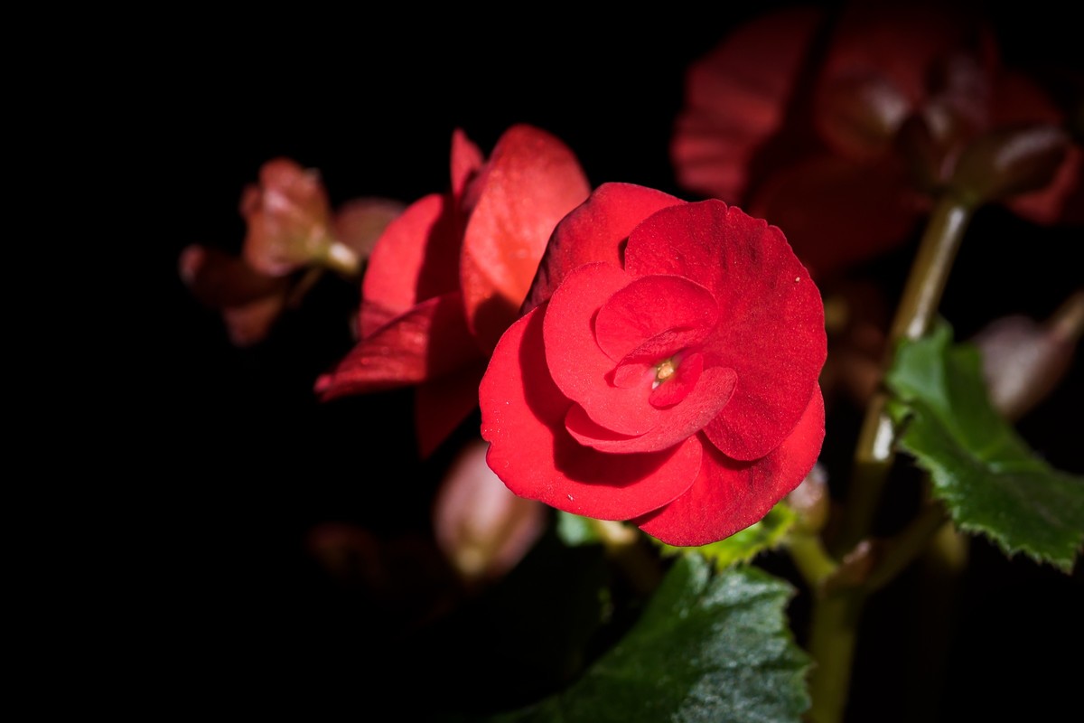 2023年春节前，买几盆花，新年新气象。