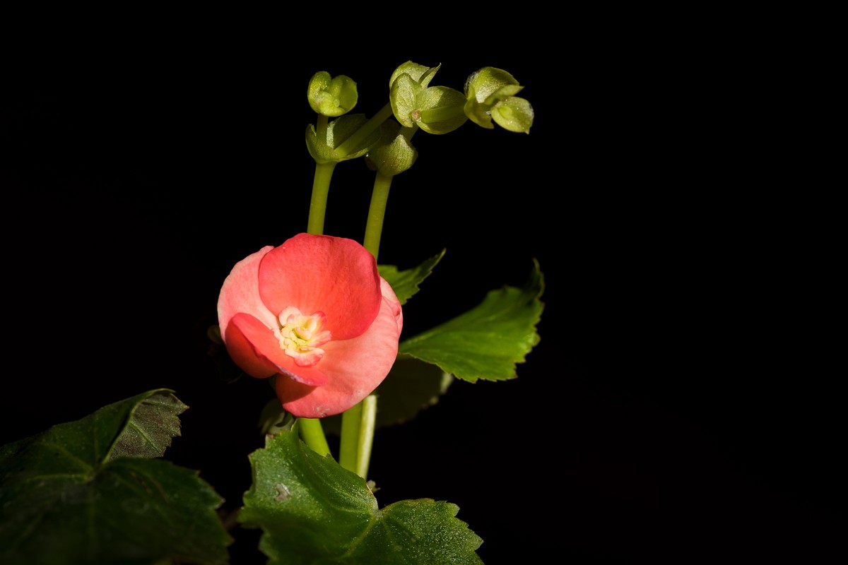 2023年春节前，买几盆花，新年新气象。