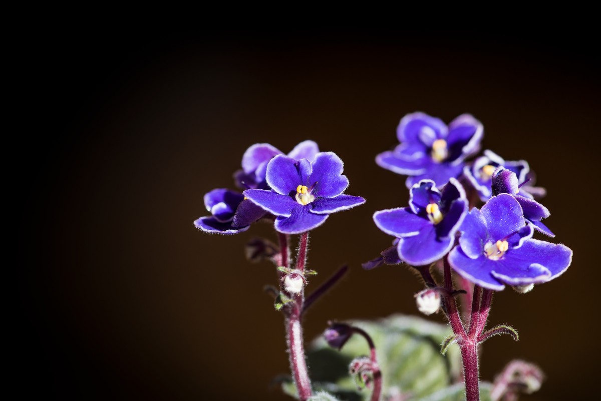 2023年春节前，买几盆花，新年新气象。