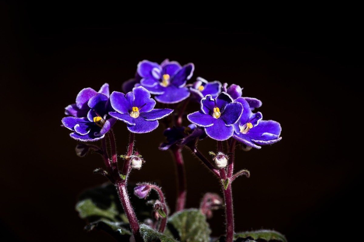 2023年春节前，买几盆花，新年新气象。