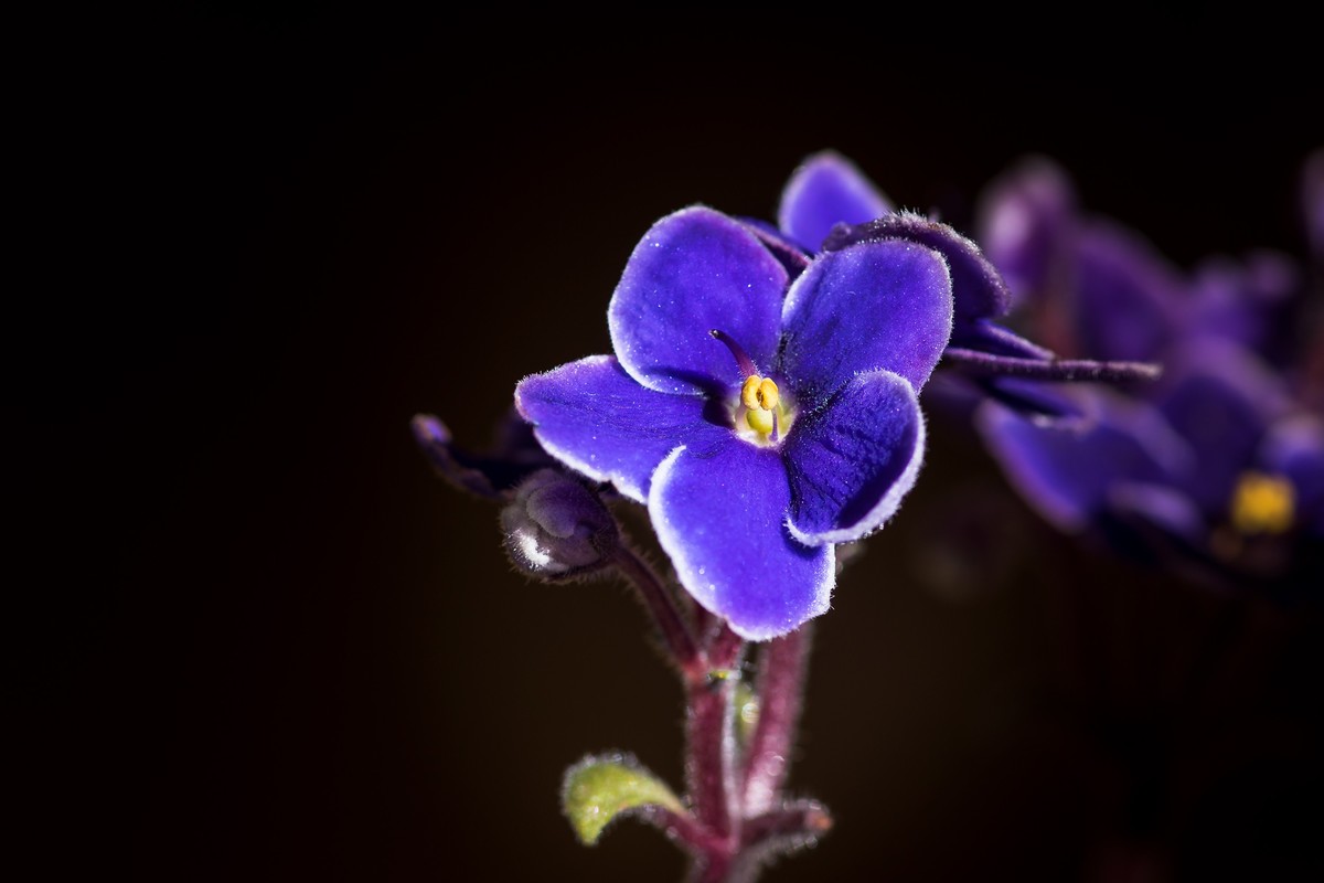 2023年春节前，买几盆花，新年新气象。