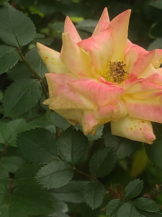 花卉系列【4655】