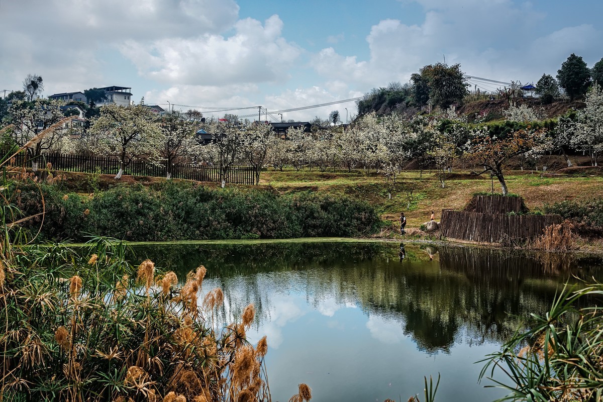 花开春光寻美景都市圈外新农村春意盎然梨花溪
