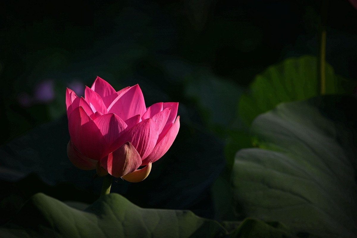 今夏荷花