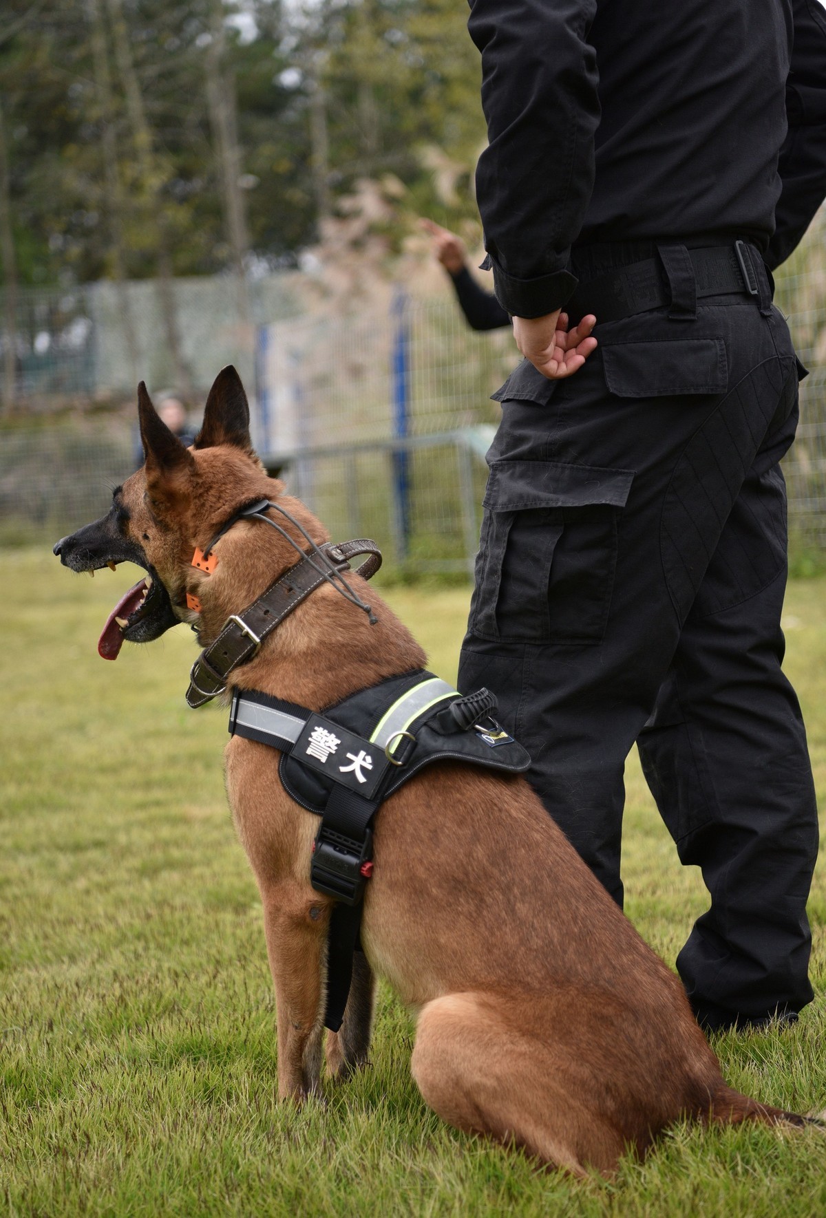 抓拍公安警犬训练激越瞬间1