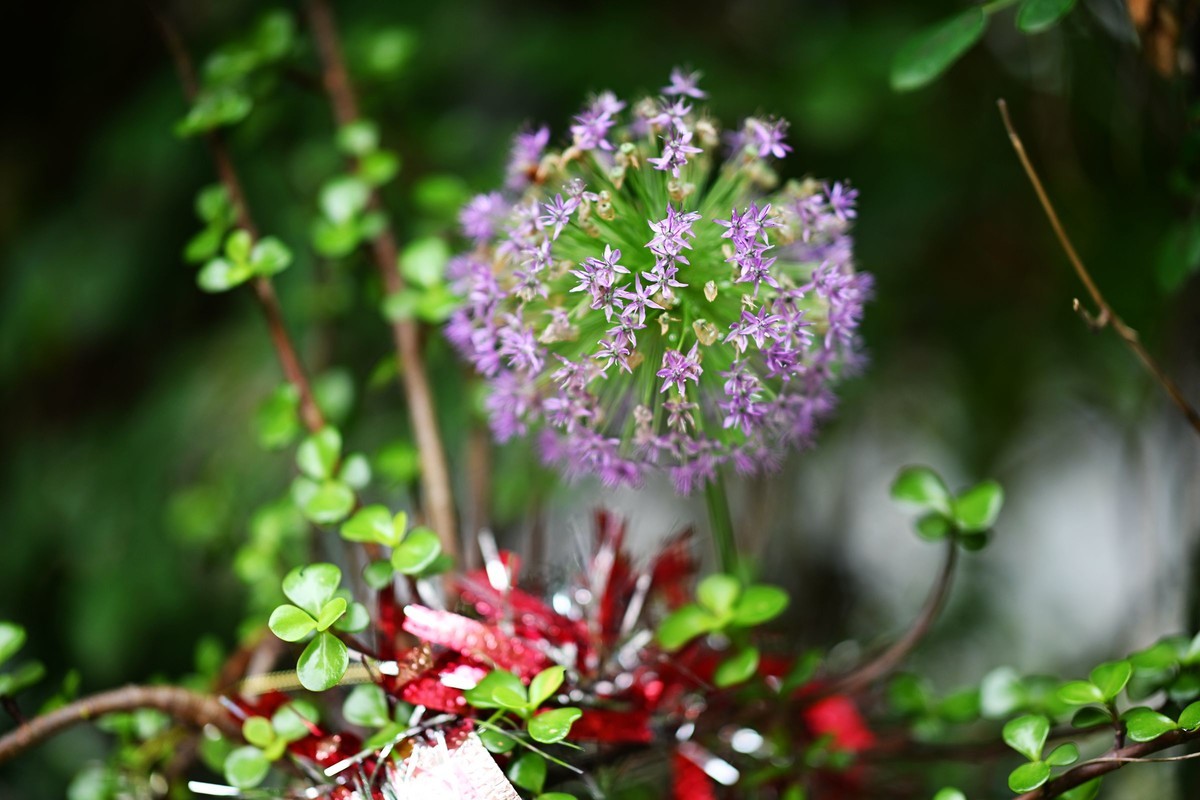 尼康ZF配二代FTZ转接环+105 1.4E随拍自家花卉2