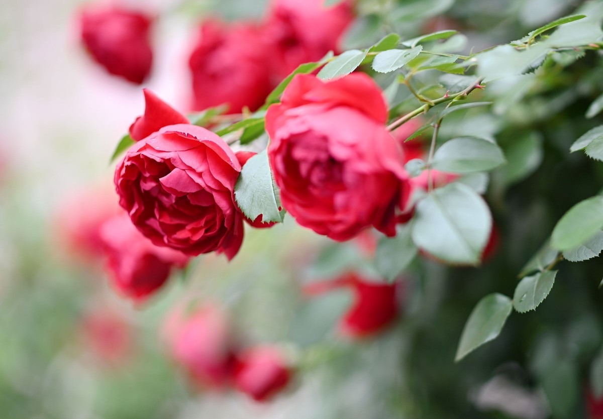 尼康ZF配二代FTZ转接环+105 1.4E随拍自家花卉2