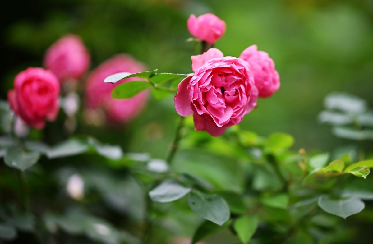 尼康ZF配二代FTZ转接环+105 1.4E随拍自家花卉2